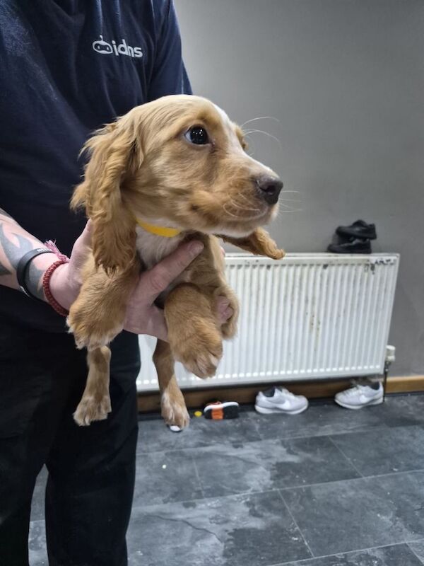 Cocker Spaniel puppies for sale in Tadcaster, North Yorkshire – 9 weeks old - Image 6 of 6