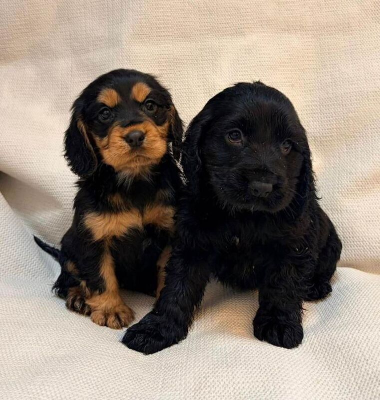 Cocker Spaniel puppies for sale in East London, London – 8 weeks old