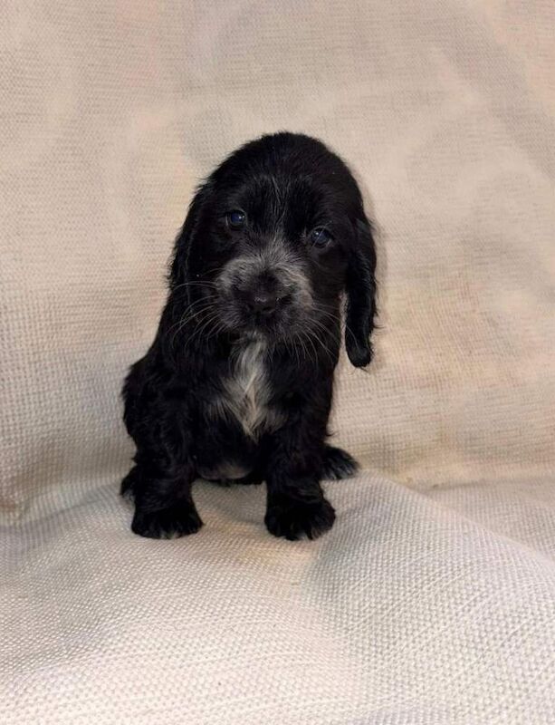 Cocker Spaniel Puppies - Image 2 of 3
