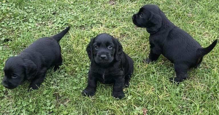 Cocker Spaniel puppies for sale in Barking, London – 8 weeks old
