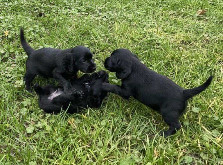 Cocker Spaniel puppies for sale in Barking, London – 8 weeks old - Image 2 of 4