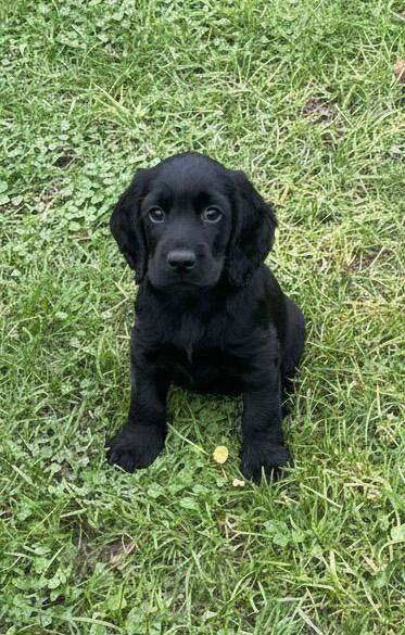 Cocker Spaniel puppies for sale in Barking, London – 8 weeks old - Image 4 of 4