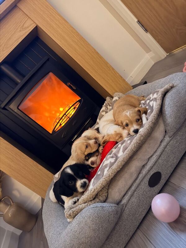 Cocker Spaniel Puppies For Sale Under £1,000