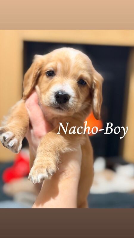 Cocker Spaniel puppies for sale in Omagh, County Tyrone – 6 weeks old - Image 2 of 3