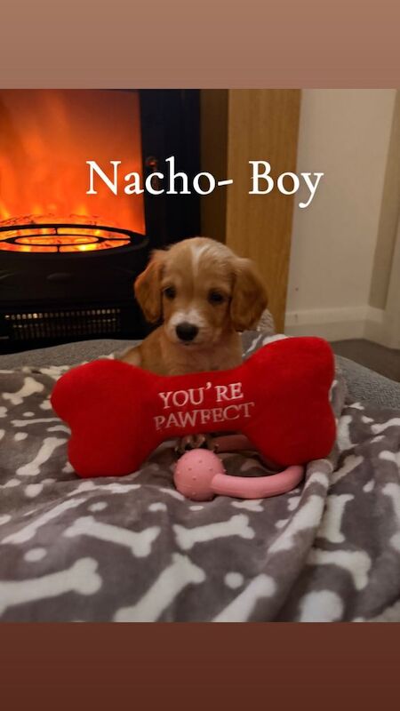 Cocker Spaniel puppies for sale in Omagh, County Tyrone – 6 weeks old - Image 3 of 3