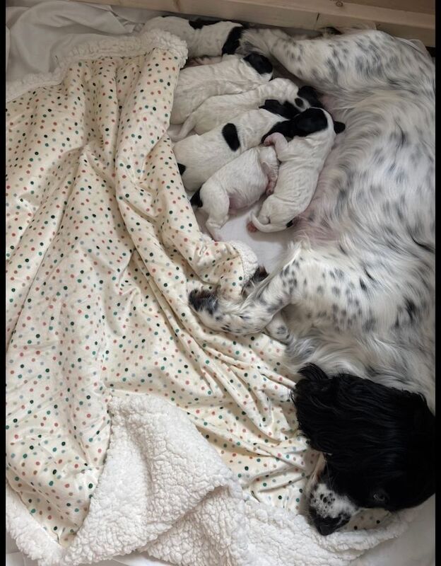Working Cocker Spaniel Puppies For Sale