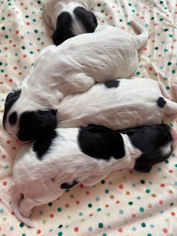 Cocker spaniel puppies - Image 4 of 6