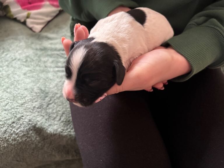 Cocker spaniel puppies - Image 6 of 6