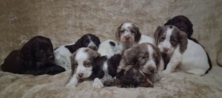 Working Cocker Spaniel Puppies For Sale