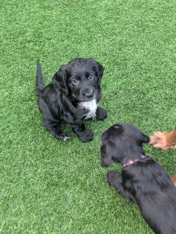Kennel Club Registered Cocker Spaniel Puppies For Sale