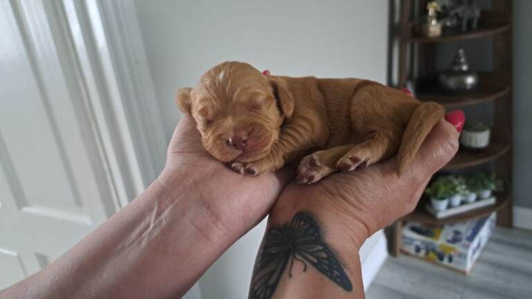 Cocker Spaniel puppies