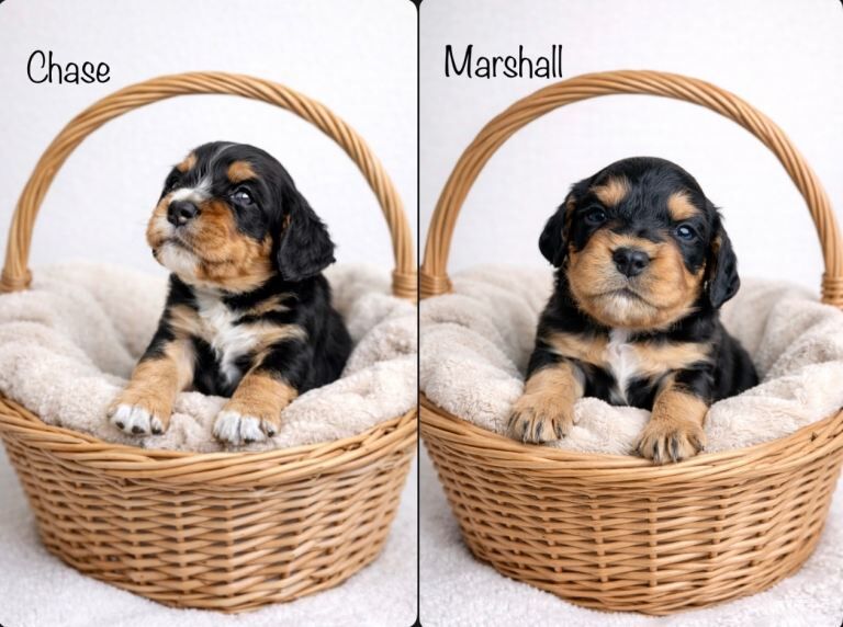 Working Cocker Spaniel Puppies For Sale