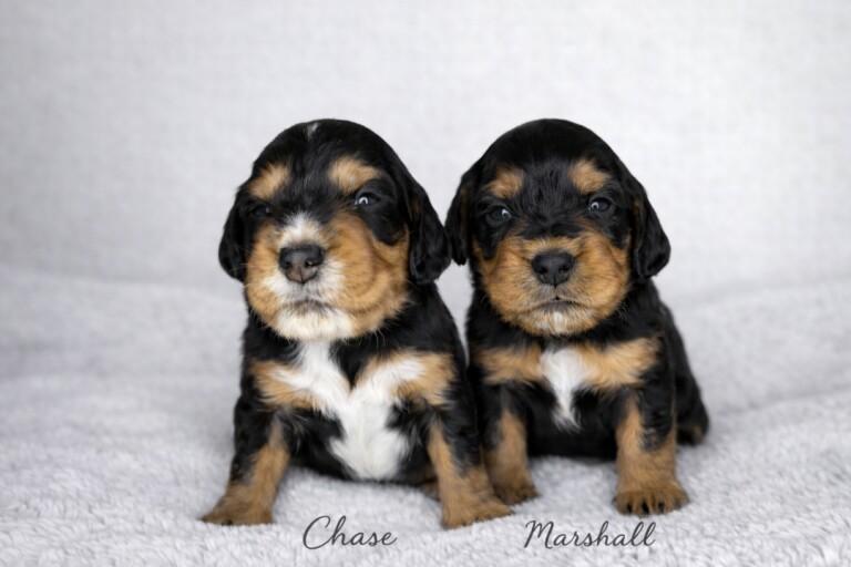 Cocker spaniel puppies - Image 2 of 3