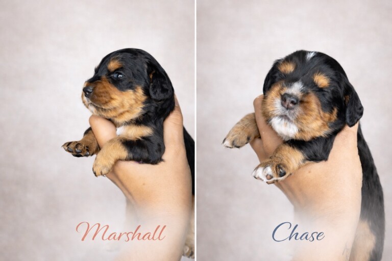 Cocker spaniel puppies - Image 3 of 3