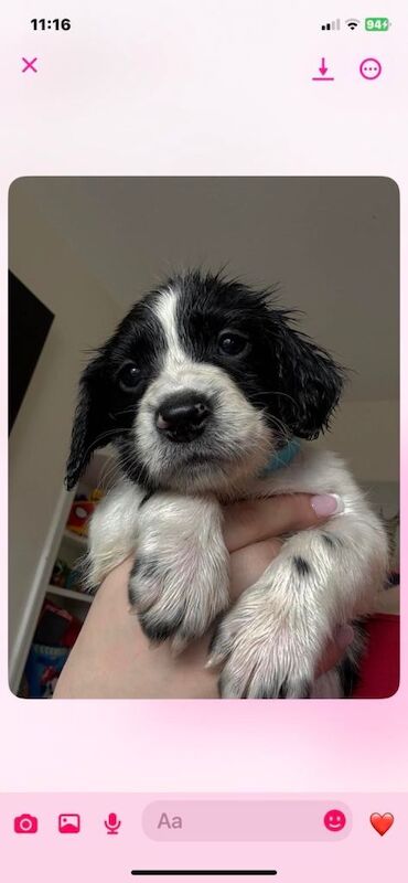 Cocker spaniel puppies