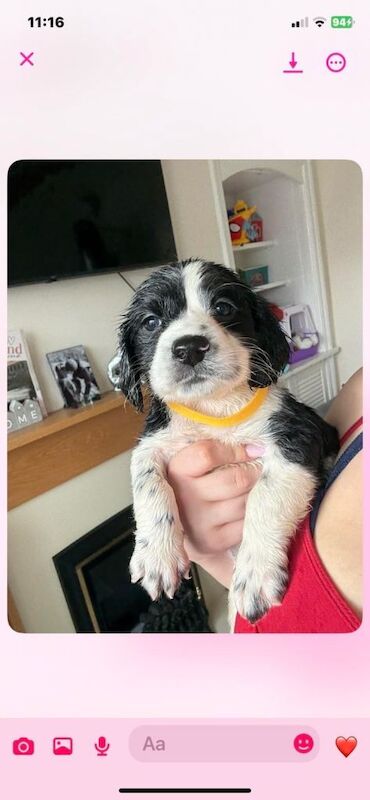 Cocker spaniel puppies - Image 2 of 3