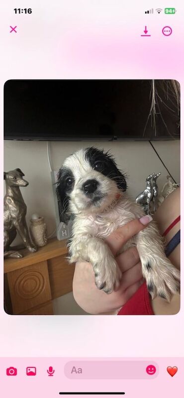 Cocker spaniel puppies - Image 3 of 3