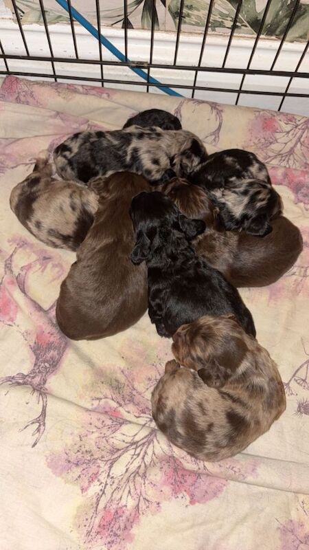 Working Cocker Spaniel Puppies For Sale