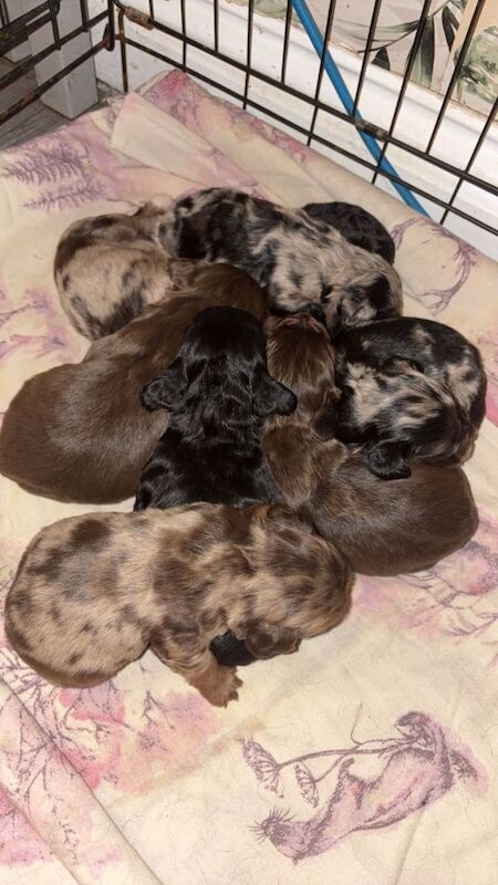 Cocker spaniel puppies - Image 2 of 5