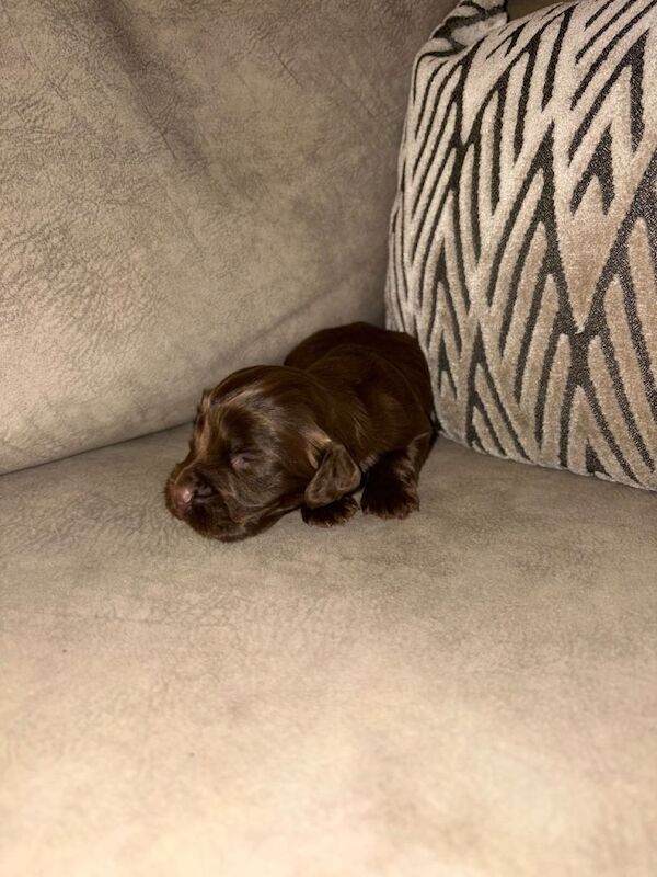 Cocker spaniel puppies - Image 3 of 5