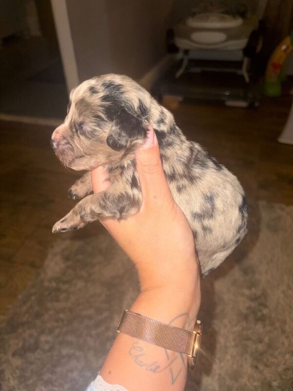 Cocker spaniel puppies - Image 4 of 5