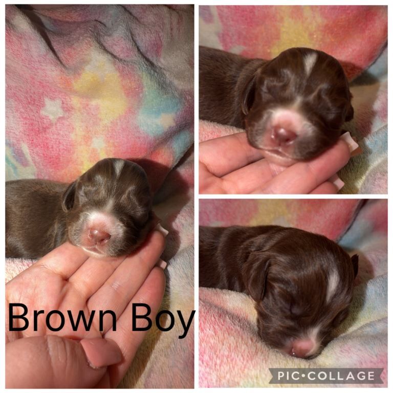 Cocker Spaniel Puppies For Sale