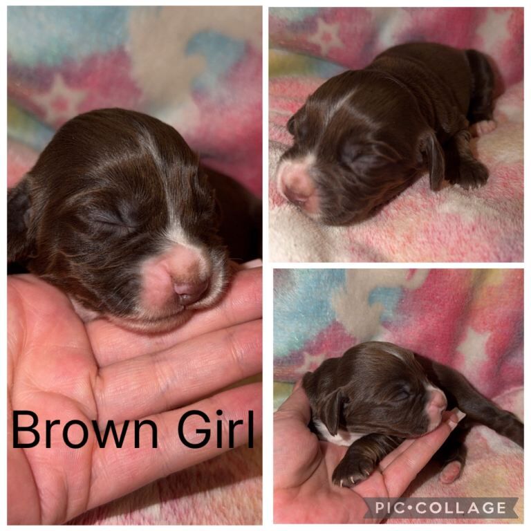 Cocker Spaniel Puppies - Image 2 of 6