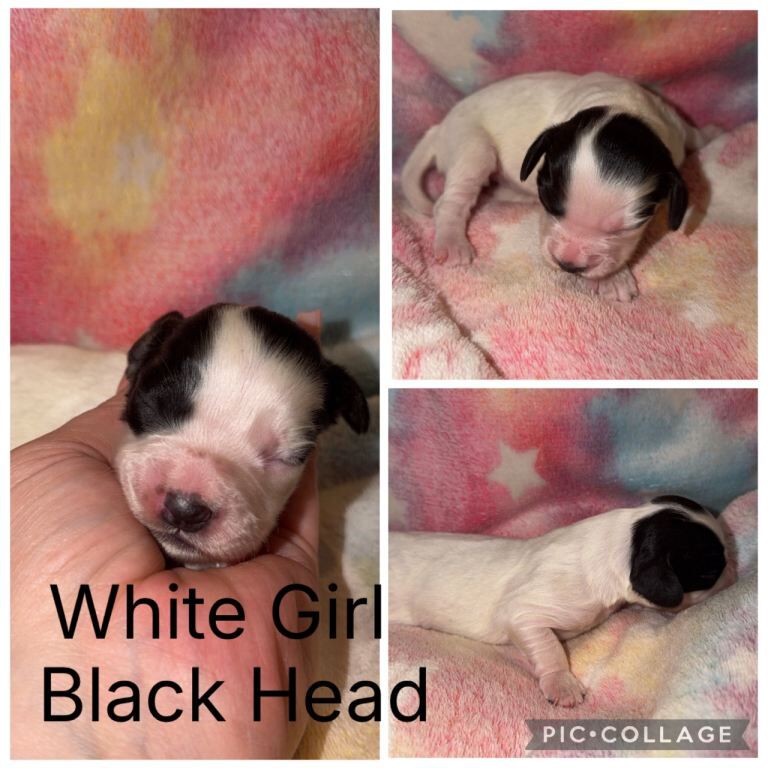 Cocker Spaniel Puppies - Image 3 of 6