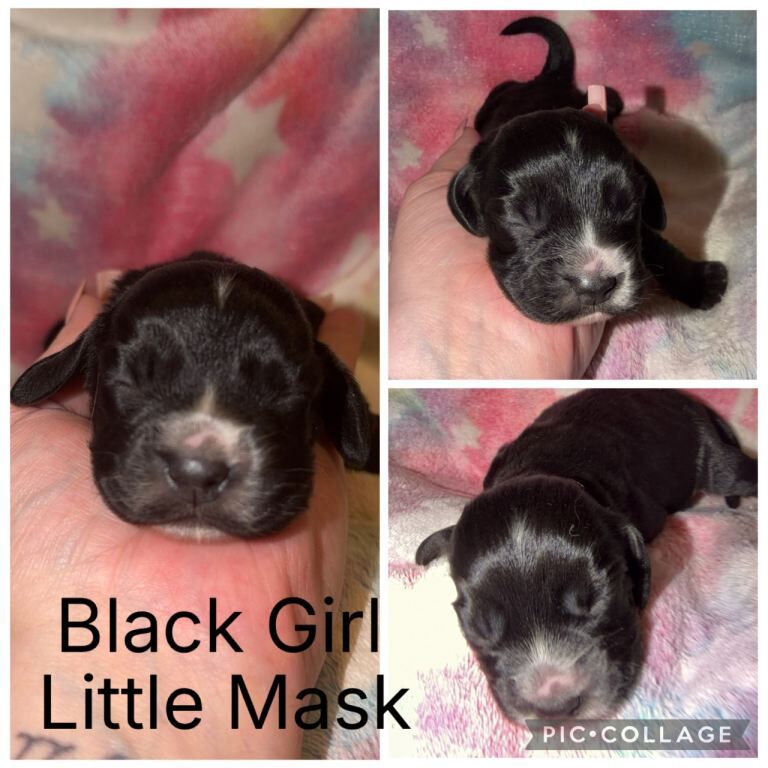 Cocker Spaniel Puppies - Image 4 of 6