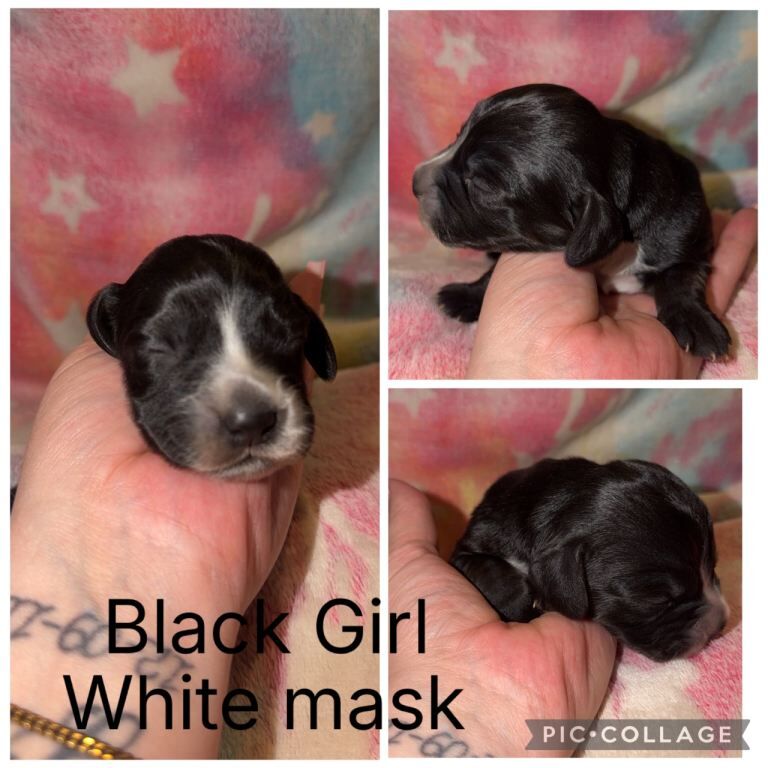 Cocker Spaniel Puppies - Image 5 of 6