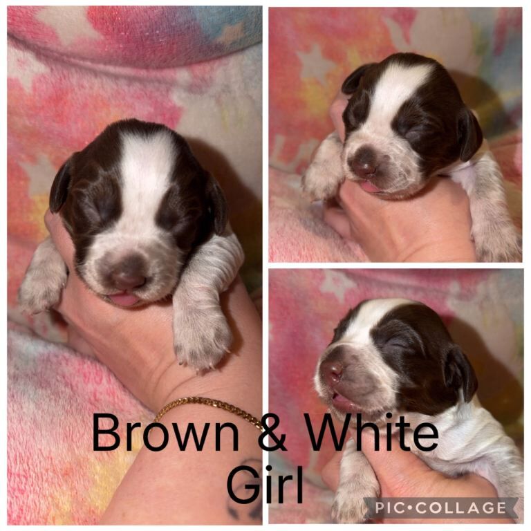 Cocker Spaniel Puppies - Image 6 of 6