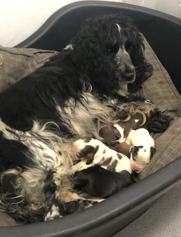 Cocker Spaniel puppies for sale in Norwich, Norfolk β 8 weeks old