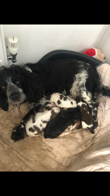 Cocker Spaniel puppies for sale in Norwich, Norfolk – 9 weeks old - Image 2 of 6
