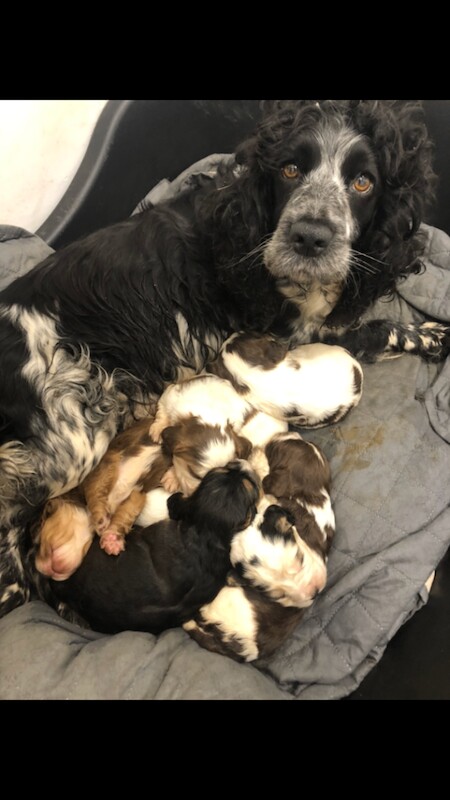 Cocker Spaniel puppies for sale in Norwich, Norfolk – 9 weeks old - Image 3 of 6