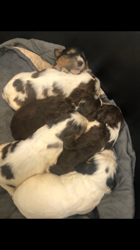 Cocker Spaniel puppies for sale in Norwich, Norfolk – 9 weeks old - Image 4 of 6