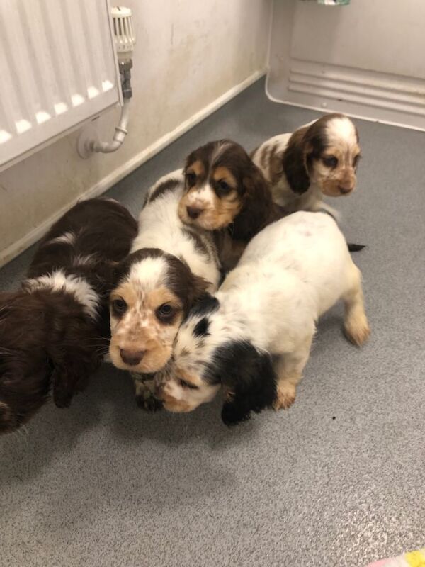 Cocker Spaniel puppies for sale in Norwich, Norfolk – 9 weeks old - Image 5 of 6