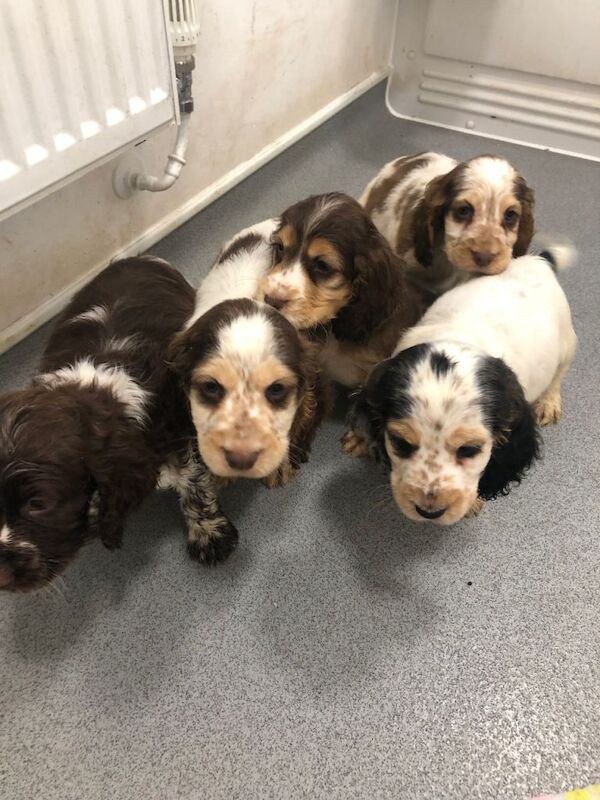 Cocker Spaniel puppies for sale in Norwich, Norfolk – 9 weeks old - Image 6 of 6