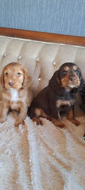 Cocker Spaniel Puppies
