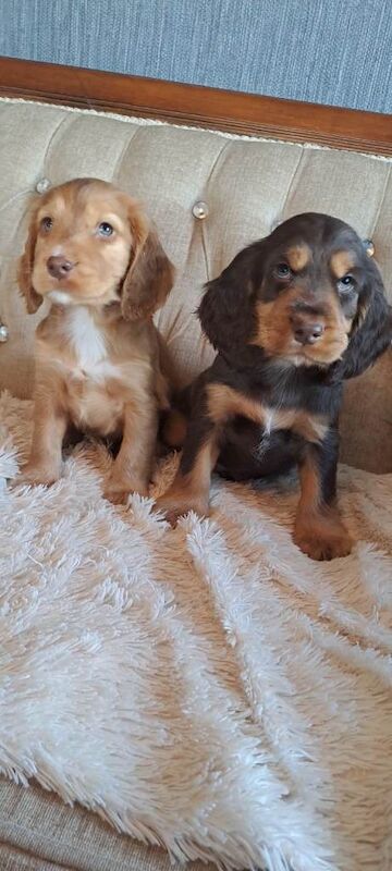 Cocker Spaniel Puppies - Image 2 of 3