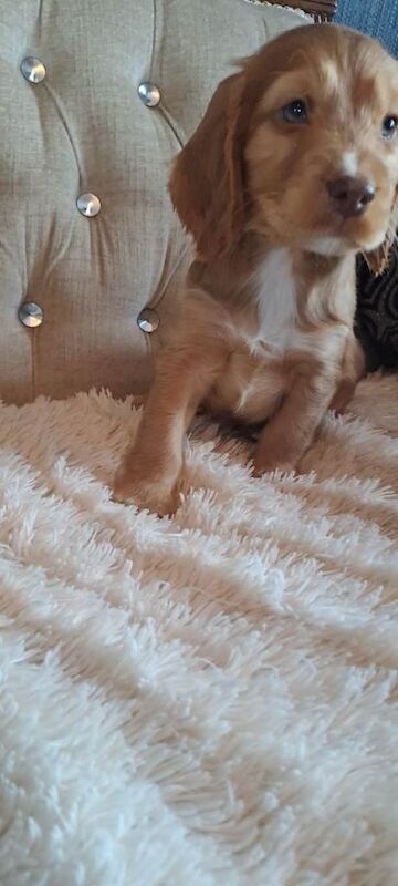 Cocker Spaniel Puppies - Image 3 of 3