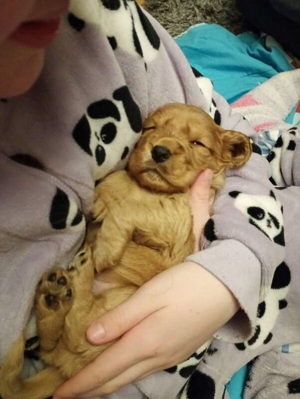 Cocker Spaniel Puppies For Sale Under £1,000