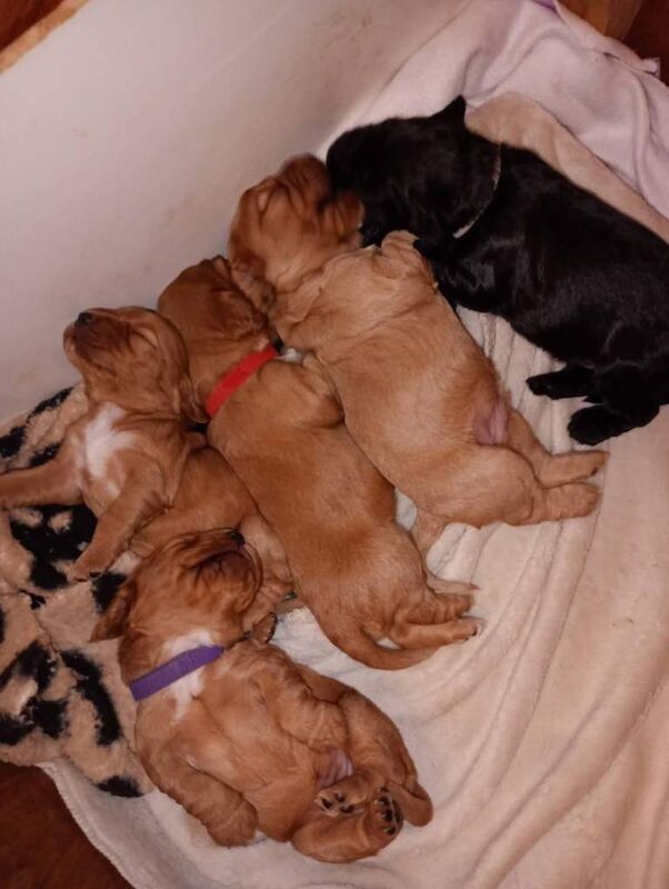 Cocker spaniel puppies - Image 2 of 4