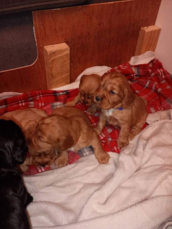 Cocker spaniel puppies - Image 3 of 4
