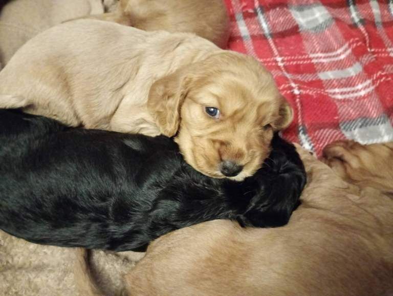 Cocker spaniel puppies - Image 4 of 4