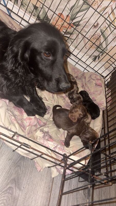 Cocker Spaniel Puppies For Sale