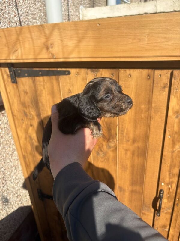 Cocker spaniel puppies - Image 2 of 5