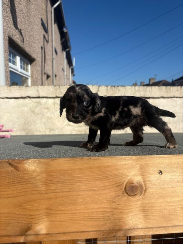 Cocker spaniel puppies - Image 4 of 5
