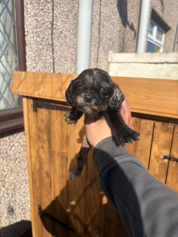Cocker spaniel puppies - Image 5 of 5