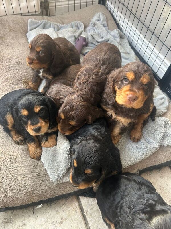 Cocker Spaniel puppies