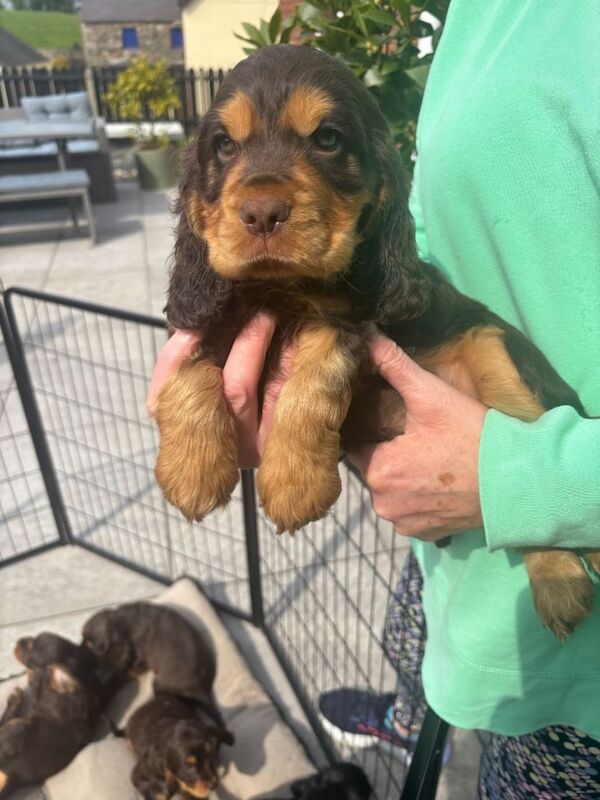 Cocker Spaniel puppies - Image 2 of 5